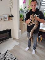 Boa Beautifull Lady 180-200 cm, Dieren en Toebehoren, Reptielen en Amfibieën, Slang, Met terrarium, 3 tot 6 jaar