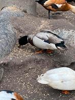 2 kwakertjes tekoop, Dieren en Toebehoren, Pluimvee, Mannelijk, Eend