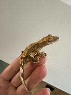 Wimpergekko nakweekje, Dieren en Toebehoren, Hagedis, 0 tot 2 jaar