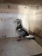 Jonge duiven, Meerdere dieren, Postduif