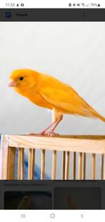 Goed fluitende kanarie man., Dieren en Toebehoren, Mannelijk, Kleurkanarie