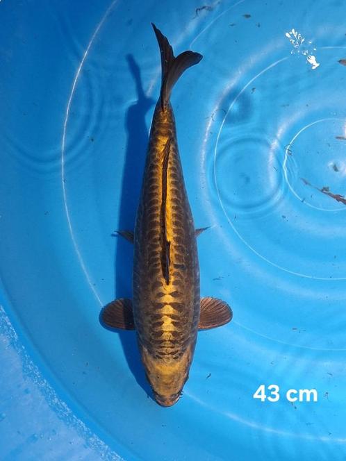 supermooie aragoke / kabuto koi van 43 cm, Dieren en Toebehoren, Vissen | Vijvervissen, Karper of Koi