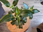 Mother of Thousands / bommen werper / Kalanchoe daigremontia, Huis en Inrichting, Kamerplanten, Ophalen, Overige soorten, Minder dan 100 cm