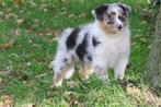 Raszuivere Australian Shepherd pups, Nederland, CDV (hondenziekte), 8 tot 15 weken, Meerdere