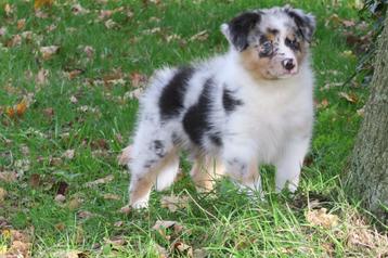 Raszuivere Australian Shepherd pups beschikbaar voor biedingen