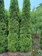 Zeer mooie grote sollitaire Thuja Smaragd coniferen te koop, Ophalen, Conifeer, 250 cm of meer