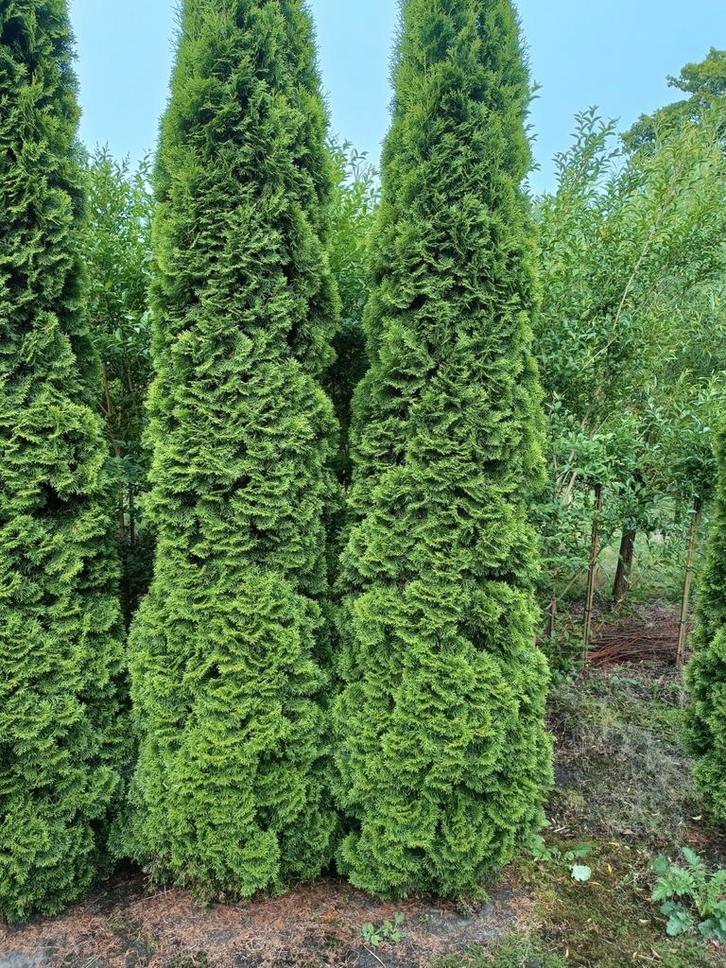 Zeer mooie grote sollitaire Thuja Smaragd coniferen te koop, Tuin en Terras, Planten | Struiken en Hagen, Conifeer, 250 cm of meer