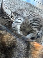 Een lieve kittens te koop, Ontwormd, 0 tot 2 jaar