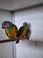 Koppel bonte boeren oranjebuik., Dieren en Toebehoren, Vogels | Parkieten en Papegaaien, Meerdere dieren, Parkiet, Geringd