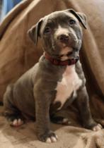 Amerikaanse Bully  pups  xl te koop, Dieren en Toebehoren, Bulldog, Meerdere, Meerdere dieren, Nederland