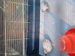 Koppel Chinese dwerg kwartel, Dieren en Toebehoren, Vogels | Overige Vogels, Meerdere dieren, Tropenvogel