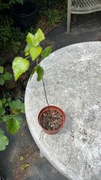 Berk, Tuin en Terras, Planten | Bomen, In pot, Halfschaduw, 400 cm of meer, Overige soorten
