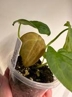 Anthurium forgetti dark form stamstek, Ophalen, Halfschaduw, Minder dan 100 cm