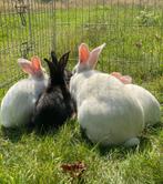 Drie lieve konijntjes zoeken een goed thuis, Dieren en Toebehoren, Knaagdieren, Mei, Meerdere dieren, Overige typen, Tam
