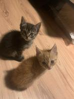 2 super lieve kittens, Meerdere dieren, Ontwormd, 0 tot 2 jaar