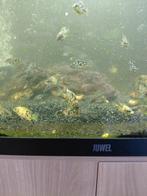 Malawi Aulonocara multi Colour jongen., Vis, Zoetwatervis