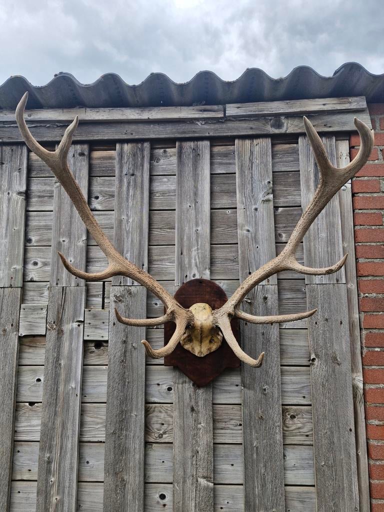 Super groot herten gewij in zeer goede staat, Ophalen of Verzenden, Zo goed als nieuw, Beeldje of Figuurtje