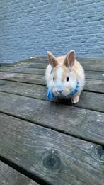 Vos konijntjes, Dieren en Toebehoren, Konijnen, Meerdere dieren, Dwerg