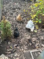 3 gebaarde zijdehoender hennen, Dieren en Toebehoren, Pluimvee, Vrouwelijk, Kip