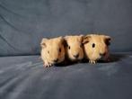 Jonge lieve cavia's te koop!, Dieren en Toebehoren, Knaagdieren, Cavia, Meerdere dieren, Tam, Oktober
