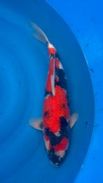 te koop showa, Dieren en Toebehoren, Vissen | Vijvervissen, Karper of Koi