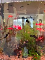 Jonge visjes voor warm water: black mollie en zwaarddragers, Vis