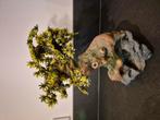 Bonsai boompje voor in aquarium nieuw 26 hoog 23 breed, Ophalen of Verzenden, Nieuw, Sierelement