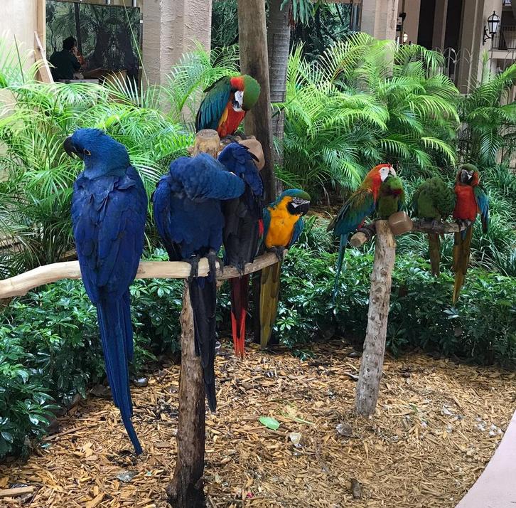 gezocht aras voor op vogelpark, Dieren en Toebehoren, Vogels | Parkieten en Papegaaien, Parkiet, Meerdere dieren