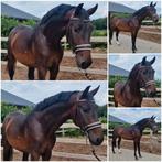 Dit weekend halen: 3750 euro!, Dieren en Toebehoren, Paarden, Met stamboom, Dressuurpaard, Hengst, 3 tot 6 jaar