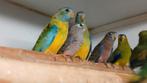 Turquosine parkiet  elegant parkiet  bourke parkieten, Dieren en Toebehoren, Meerdere dieren, Parkiet