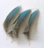 Geslachtsbepaling van papegaaien en parkieten, Ophalen, Nieuw, Info@birdtrade.nl, Birdtrade
