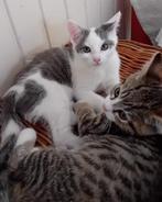 Lieve speelse kittens ingeend en nagekeken door dierenarts., Dieren en Toebehoren, Katten en Kittens | Overige Katten, Poes, 0 tot 2 jaar