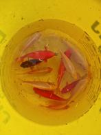 Prachtige (grote) Goudvissen ! Rood - wit roodwit van alles!, Goudvis(sen)