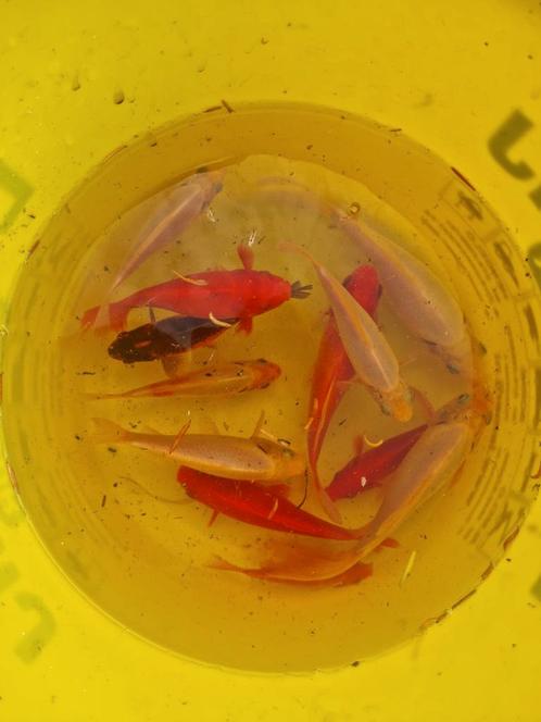 Prachtige (grote) Goudvissen ! Rood - wit roodwit van alles!, Dieren en Toebehoren, Vissen | Vijvervissen, Goudvis(sen)