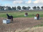 Paarden Rusthuis EquiLuck, pensioen, weidegang, oude dag, Dieren en Toebehoren, Stalling en Weidegang, Weidegang, 2 of 3 paarden of pony's