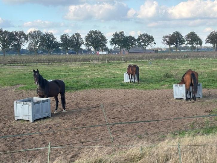 Paarden Rusthuis EquiLuck, pensioen, weidegang, oude dag, Dieren en Toebehoren, Stalling en Weidegang, Stalling, Weidegang, 2 of 3 paarden of pony's