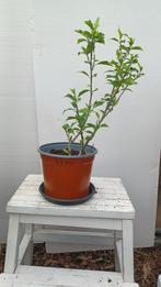 hibiscus, Tuin en Terras, Planten | Tuinplanten, Volle zon, Vaste plant, Zomer, Ophalen