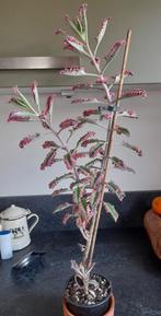 Kalanchoe pink butterfly, Ophalen, Halfschaduw, Minder dan 100 cm