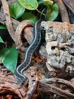 1.0 Thamnophis sirtalis similis, Dieren en Toebehoren, Reptielen en Amfibieën, Slang, 0 tot 2 jaar