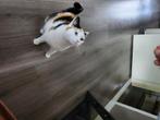 Lapjespoes, Dieren en Toebehoren, Katten en Kittens | Overige Katten, Poes, Kortharig, 0 tot 2 jaar