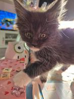Maine coon poesjes, Poes, Gechipt