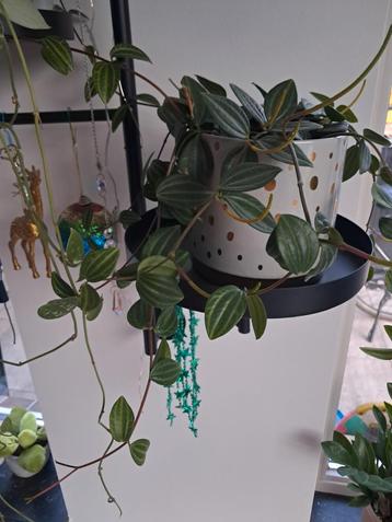 peperomia stekje beschikbaar voor biedingen