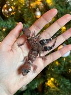 Underwoodisaurus milii, Hagedis, Tam, 0 tot 2 jaar