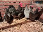 Blaugezoomde Australorp krielkippen., Dieren en Toebehoren, Pluimvee, Vrouwelijk, Kip