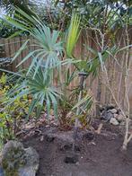 Palmboom 160cm hoog winterhard, Ophalen of Verzenden, Overige soorten, Bloeit niet, Volle zon