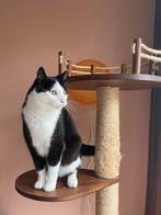 Hoge krabpaal - katten toren, Dieren en Toebehoren, Ophalen, Zo goed als nieuw, Krabpaal