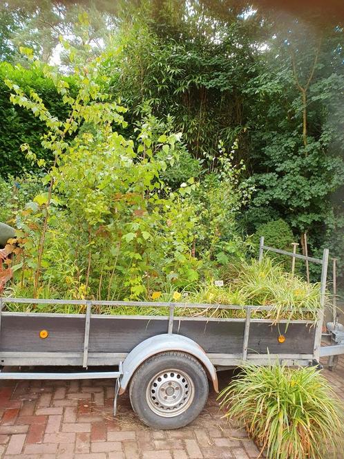 Partij siergras/berken boompjes/esdoorn/populier boompjes, Tuin en Terras, Planten | Bomen, Overige soorten, Volle zon, In pot