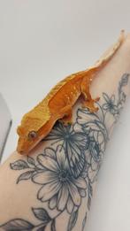 Oranje wimpergekko man, Dieren en Toebehoren, Hagedis, 0 tot 2 jaar