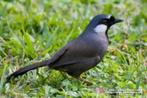 Witwanggaailijster Man (Garrulax Chinensis) GEZOCHT, Dieren en Toebehoren, Mannelijk, Tropenvogel, Geringd