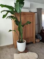 Meer dan 2.00 meter hoge Strelitzia Nicolai, Ophalen, Halfschaduw, 200 cm of meer